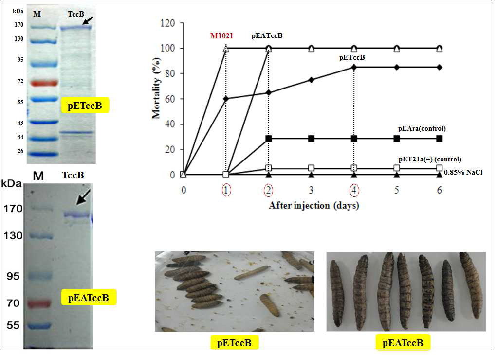 E. coli expression system을 활용한 TccB gene 발현 및 toxicity test