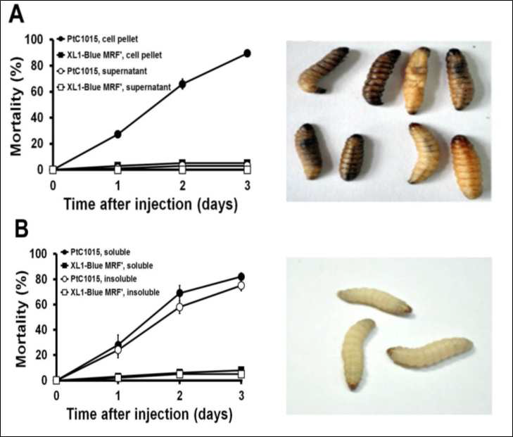 E. coli expression system을 활용한 mcf gene 발현 및 toxicity test