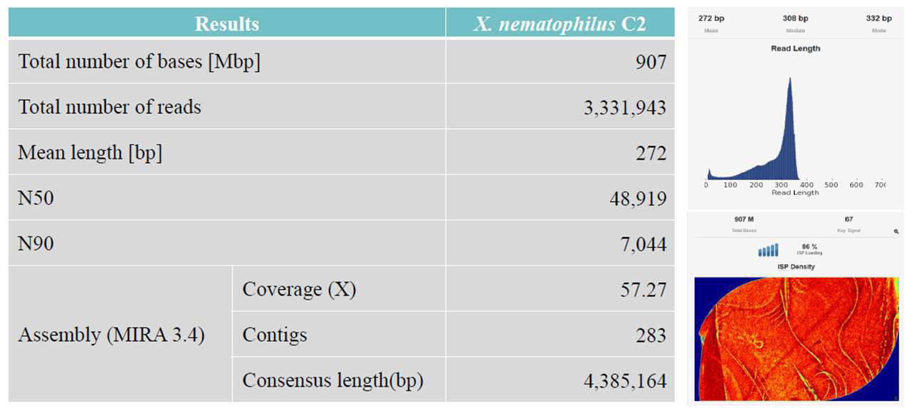 X. nematophila 유전체 분석 결과