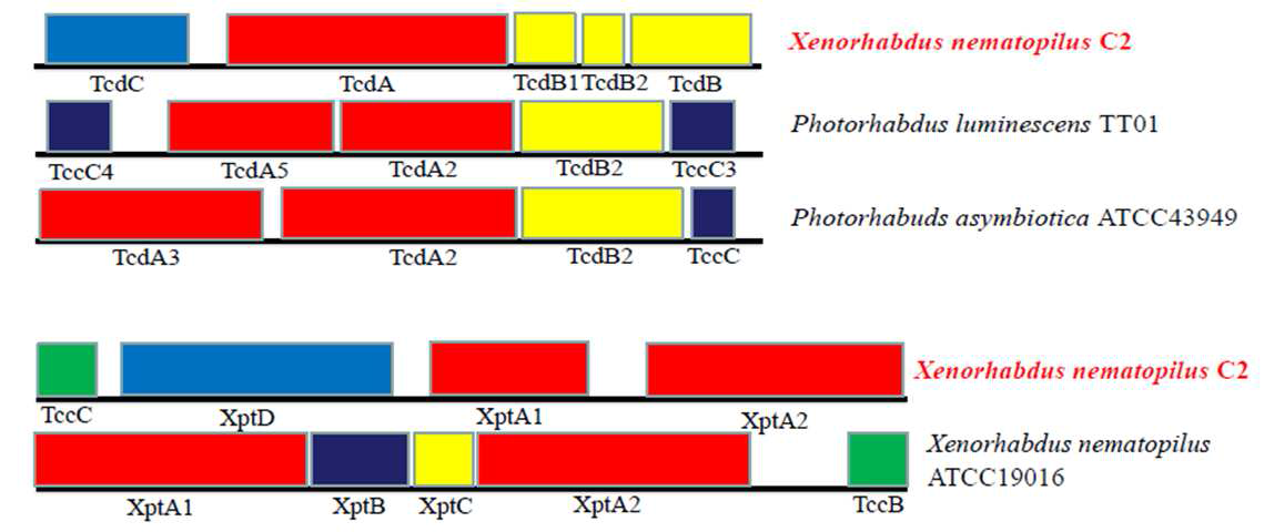 X. nematophila의 toxin protein 정보