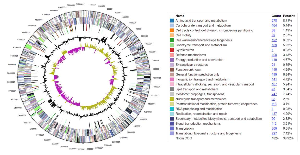 Photorhabdus temperata subsp. thracensis의 유전체 map 및 CDSs 분석