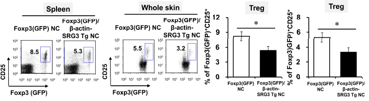 B-actin-SRG3 Tg NC/Nga 생쥐의 비장내 Treg 세포의 분포 및 활성 변화 관찰.