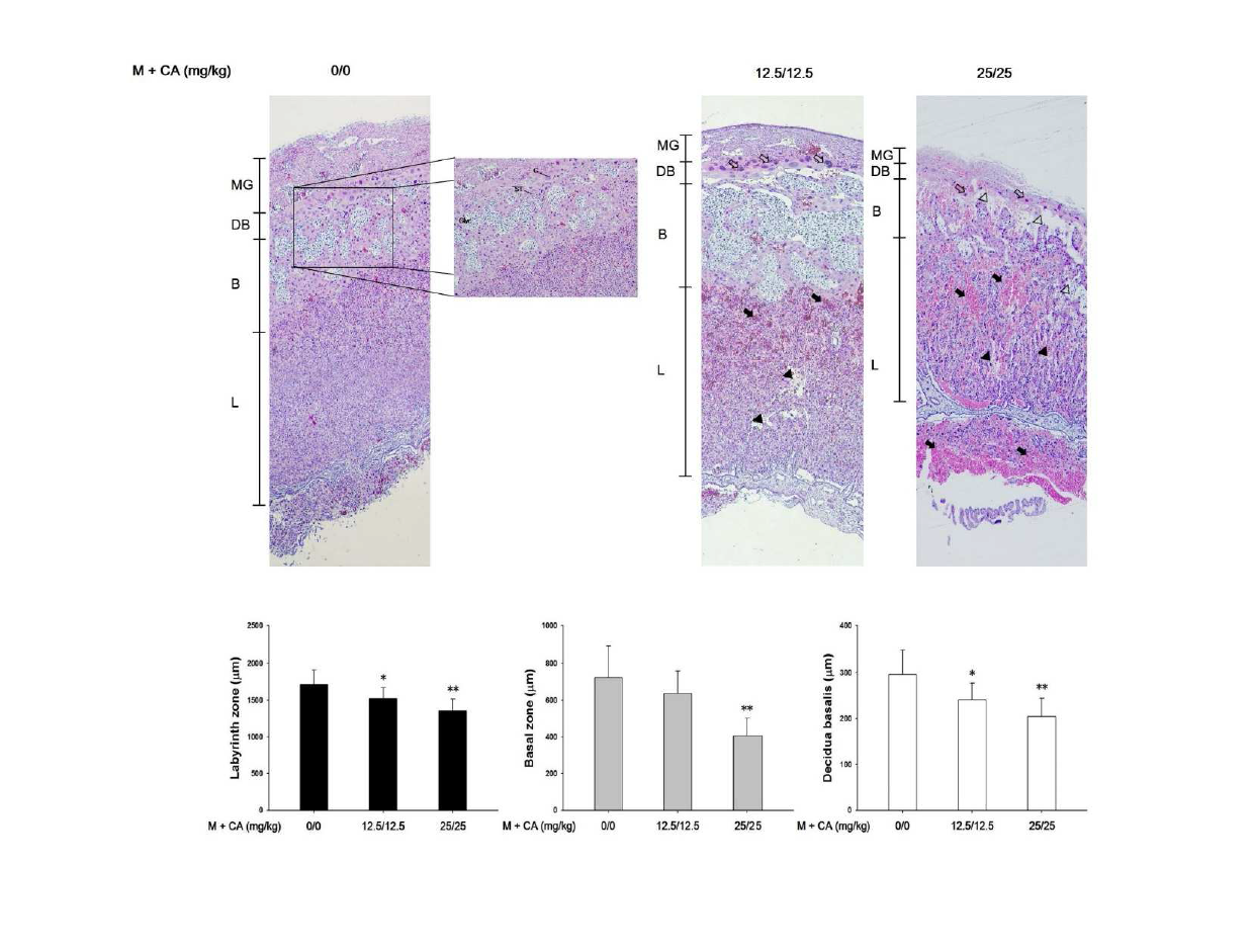 Histological changes in placenta treated with melamine and cyanuric acid in pregnant rats. Representative images of placenta from vehicle control and melamine and cyanuric acid treated groups at dose levels of 12.5/12.5 or 25/25 mg/kg/days. Exposure to melamine and cyanuric acid caused hemorrhage (closed arrows) around yolk sac and labyrinth zone (L), disrupted trophoblast septa (closed arrowheads), degenerated trophoblast giant cells (G) (open arrows, fragmented or pyknotic changes), and cytolysis of glycogen cells (Glyc) (open arrowheads) in basal zone (B). The slides were stained with Harris hematoxylin and eosin (x50). The bar graphs show length of labyrinth zone, basal zone, and decidua basalis. Values are presented as mean±SD