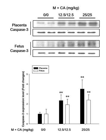 Western blot analysis for caspase-3 in placenta and fetus treated with melamine and cyanuric acid in pregnant rats. The bar graphs show relative protein levels of caspase-3 in placenta (black bars) and fetus (white bars) (loading control: β-actin). Values are presented as mean±SD