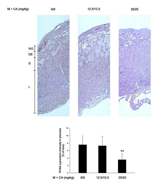 PCNA expression in placenta of rats treated with melamine and cyanuric acid. Brown-colored cells indicate PCNA-positive cells. The slides were counterstained with Harris hematoxylin (×50). The bar graphs showed the immunopositivity of PCNA in placenta from vehicle group and melamine and cyanuric acid treated group. The placentas from vehicle and melamine 12.5/12.5 mg/kg treated group show high intensity in three placenta layers (L, B, and DB). The placenta from melamine and cyanuric acid 25/25 mg/kg treated group shows decreased PCNA-positive cells