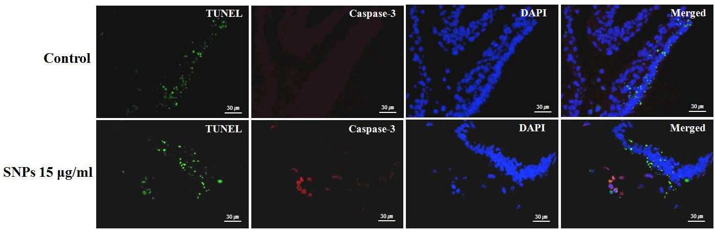 Caspase-dependent apoptotic pathway after silver nanoparticles treatment. TUNEL (green)-positive apoptotic cell death in the 15 mg/ml group similar to that of control group. However, caspase-3 (red)-positive apoptotic cell death was observed more in embryonic tissues after silver nanoparticles treatment. The double-immunofluorescent results showed that some of TUNEL-positive cells in the 15 mg/ml group were seen in caspase-3-positive cells. Bar = 40 mm