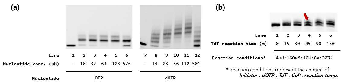TdT 기질 종류에 따른 신장반응 변화. (a) OTP 및 dOTP의 신장반응 (b) dOTP 기질 농도 변화 및 반응온도 변화로 최적 ODN-O1 전환 반응을 얻음