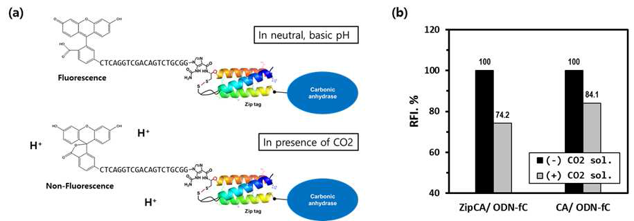 CO2 hydration test. (a) CA의 활성에 의한 pH 저하가 유발하는 FAM 신호 감소 (b) FAM dye를 통해 측정된 DPSL 상에서의 CO2 분자 센싱
