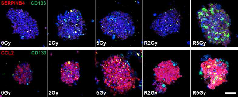 Expression of SerpinB4 or Ccl2 on spheres