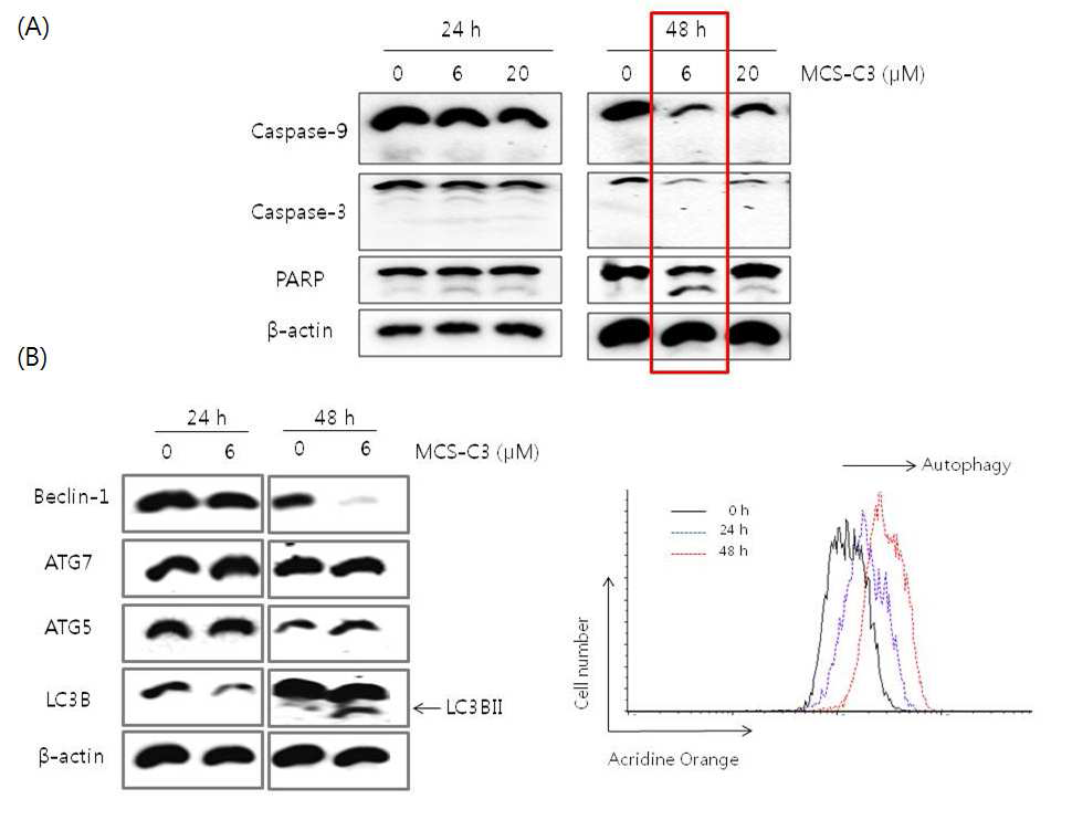 Effect of MCS-C3 on apoptosis-regulatory proteins and on autophagy induction in androgen-independet prostate cancer DU145 cells