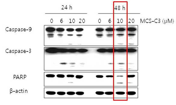 Effect of MCS-C3 on apoptosis -regulatory proteins in androgen-independet prostate cancer C4-2LNCaP cells