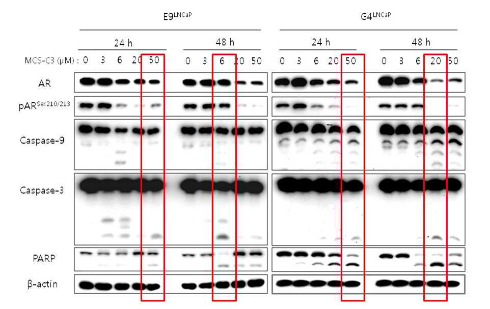 Effect of MCS-C3 on apoptosis-regulatory proteins in androgen-dependet prostate cancer E9LNCaP and G4LNCaP cells