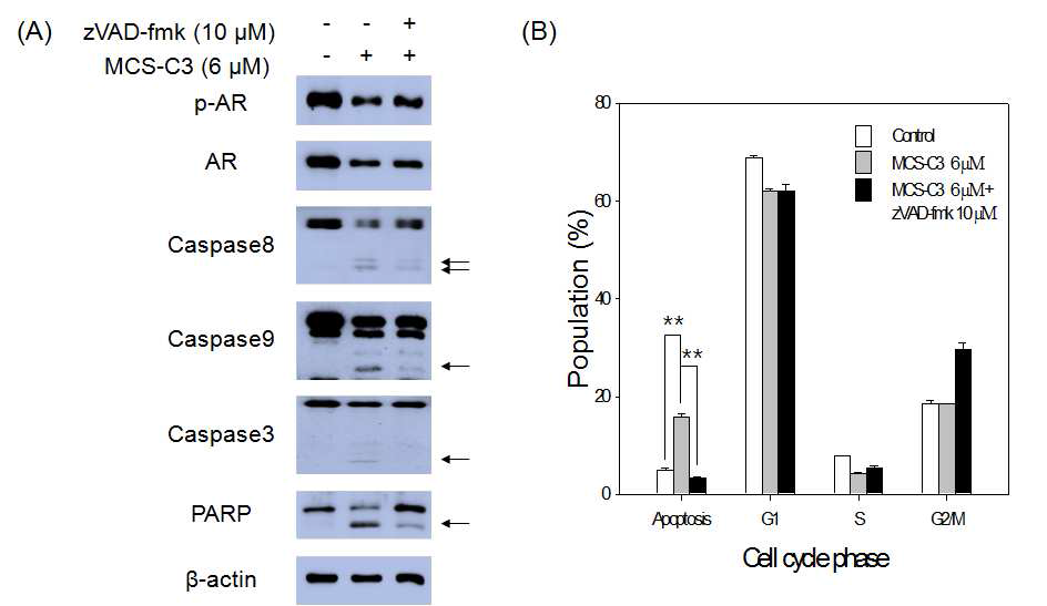 Effect of caspase inhibitor, zVAD-fmk, on MCS-C3 (6 μM)-induced apoptosis in LNCaP cells