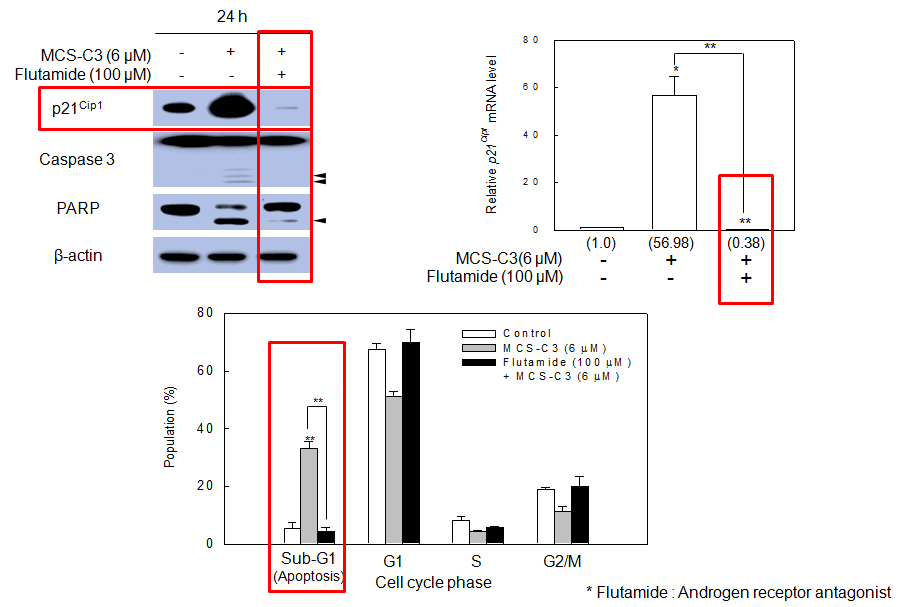 Effect of AR antagonist, Flutamide, on MCS-C3 (6 μM)-induced apoptosis in LNCaP cells