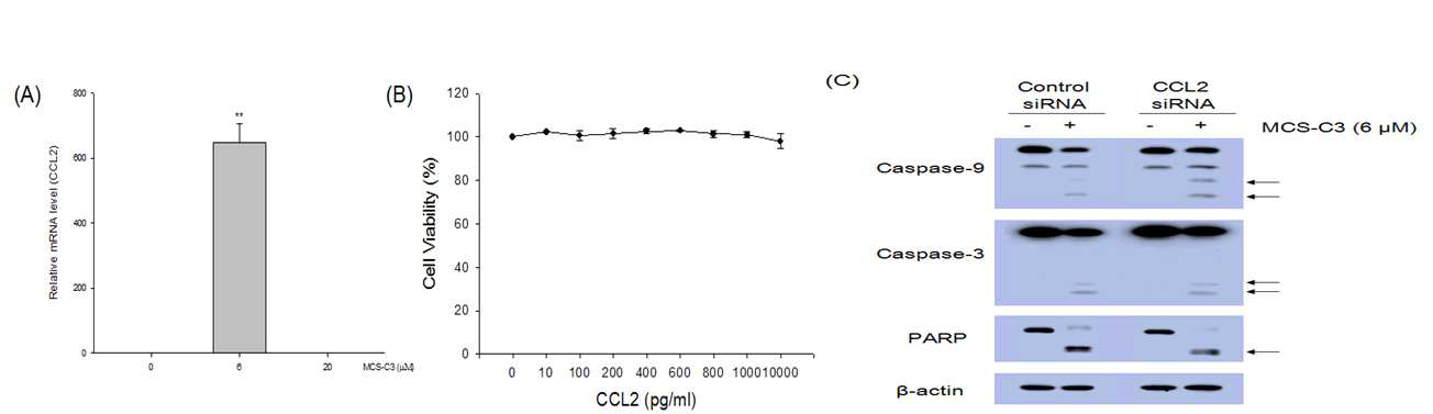 MCS-C3-mediated CCL2 secretion does not affect apoptosis of LNCaP cells