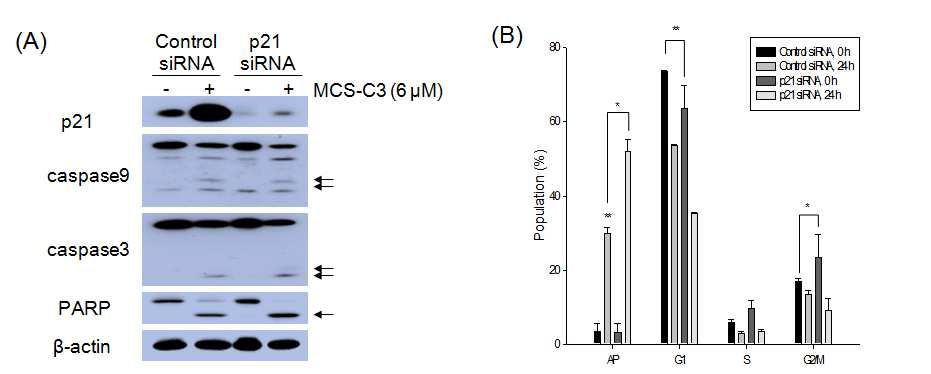 Effect of p21 knock-down on MCS-C3-induced apoptosis in LNCaP cells