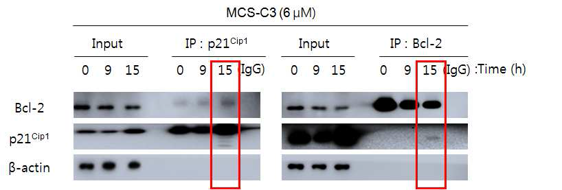 MCS-C3 enhanced interaction p21CIP1 and Bcl-2 proteins in LNCaP cells