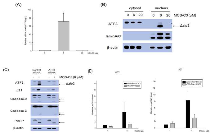 Effect of MCS-C3 on ATF3△zip2 expression and its knock-down affected on p21 gene expression in LNCaP cells