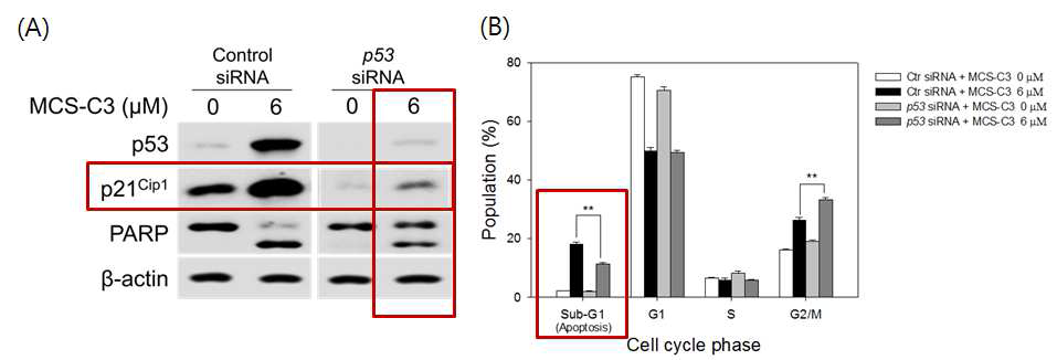 Inhibition of MCS-C3 induced apoptosis by transfection of p53 siRNA in LNCaP cells