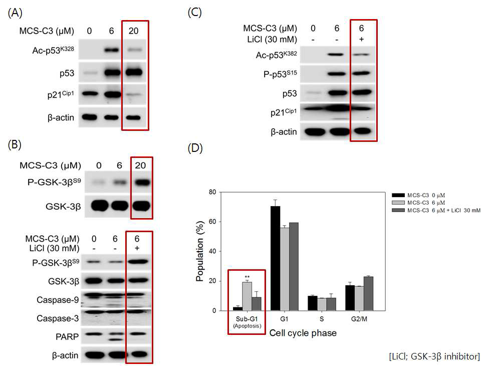 Effect of MCS-C3 6 μM on acteylation of p53(A), inhibitory phosphorylation of GSK3β(B) and the inhibitory effect of GSK3β inhibitor, LiCl, on ,MCS-C3 induced acteylation of p53 and p21CIP1 induction(C) and apoptosis(D) in LNCaP cells