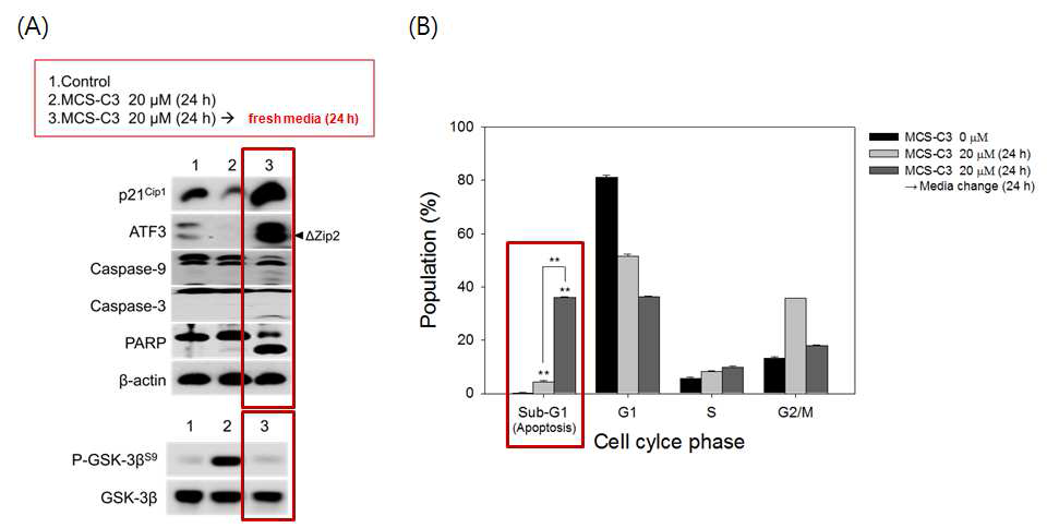 Discarding the MCS-C3 20 μM stimuli after 24 h in LNCaP cells induced apoptosis via p21CIP1 induction and GSK3β re-activation