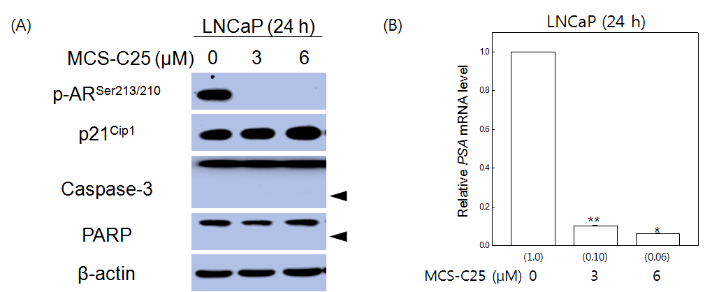 Effect of MCS-C25 in LNCaP cells