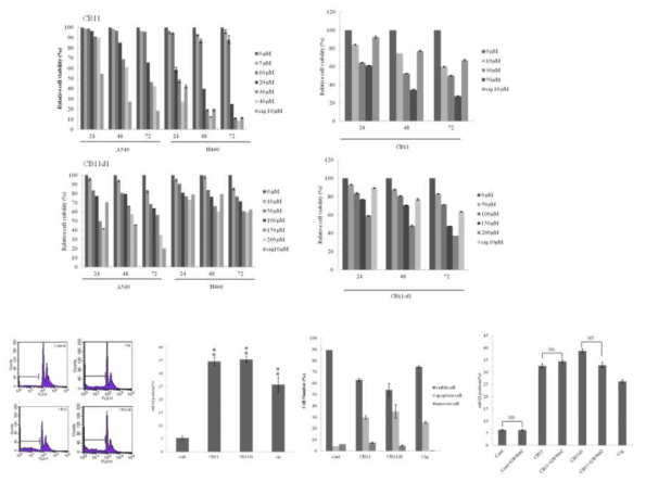 비소세포폐암 세포주에서 CB11, CB11d1에 의한 세포사멸 효과 분석