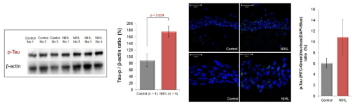 인지기능저하가 관찰된 동물 모델의 해마에서 p-Tau의 발현량 증가
