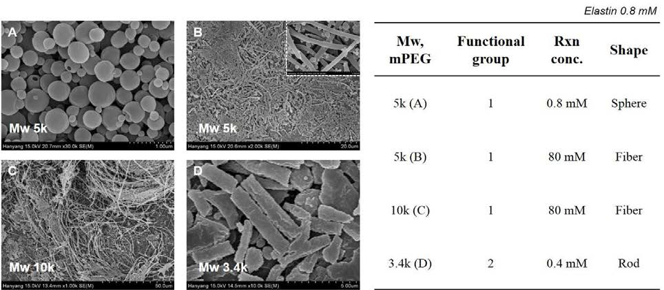 PEGylation에 의한 엘라스틴 나노입자의 형태제어