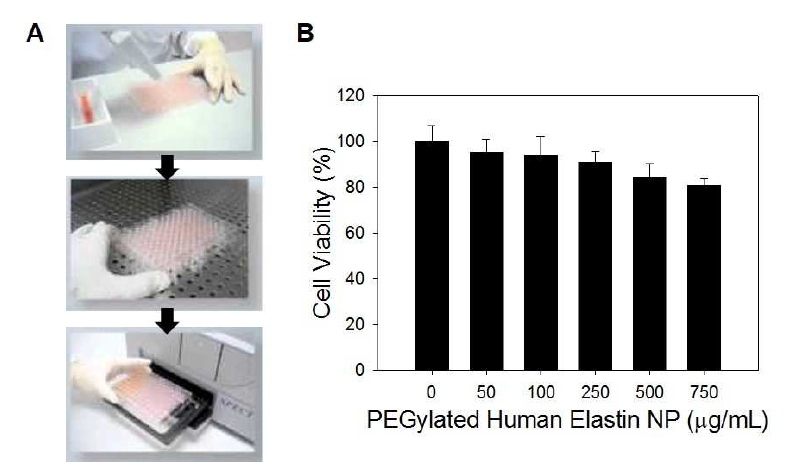 in vitro test를 통한 PEG-엘라스틴 나노입자의 세포독성 평가
