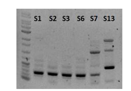 분리된 Streptomyces 의 PCR을 통한 phaZ gene 분석