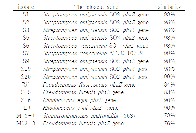 phaZ PCR product의 sequencing 결과