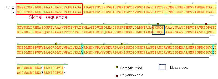 S. venezuela ATCC 10712 균주의 PhaZ sequence와 7번 균주의 PhaZ sequence를 align한 결과