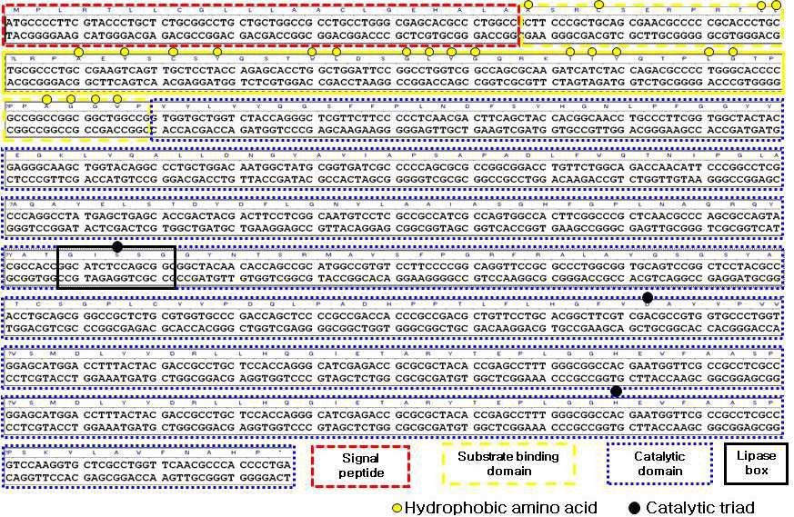 Nucleotide sequence and deduced amino acid sequence of phaZDSH cloned by PCR. The deduced amino acid of PhaZDSH1 shows the signal sequence, a substrate binding domain, and a catalytic domain containing the lipase box