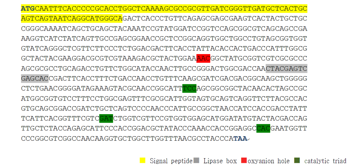 Pseudomonas aestusnigri M13-3의 phaZ PAE 유전자조사 결과