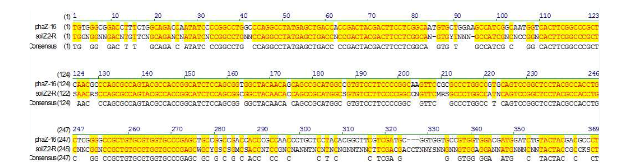 Fig.9의 lane 2에서의 얻은 band의 염기서열과 분리 균주 S16 (Pseudomonas alcaligenes) phaZ 유전자 염기서열과의 비교