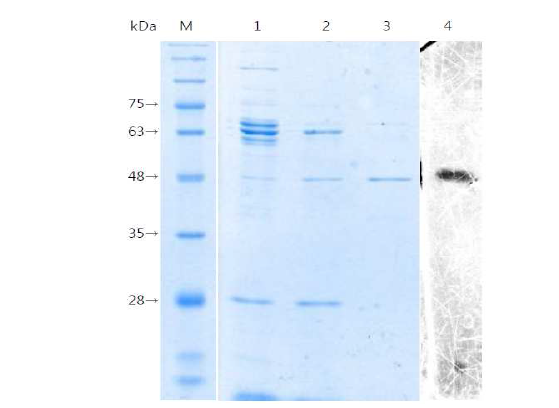 정제된 MCL-PHA depolymerase의 SDS-PAGE 결과 Lane M, size marker; Lane 1, crude enzyme; Lane 2, HiTrapTM PhenlyFF ; Lane 3 ,Octyl Sepharose ; Lane4, activity staining