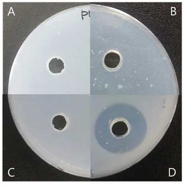 M9 mineral agar 배지에서의 Halo 유무를 확인. (A); PHB (B); PLA (C); PCL (D); PHO