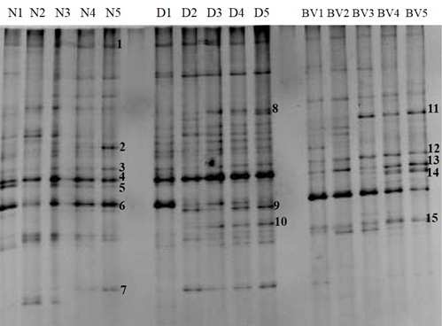 PHA 분해 미생물 농화배양액의 DGGE 결과. N, D, BV는 각각 PHN, PHDD (=), PHBV 를 유일한 탄소원으로 첨가하여 배양한 배양액의 군집분포이며 숫자는 농화배양을 위한 계대횟수이다