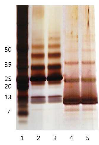 Polyacrylamide gel stained with silver nitrate. Samples were run under non-reduced (lane 2 and 3) and reduced condition (lane 4 and 5). Lane 1; Mark standard, lane 2, 4; native rhBMP2, lane 3, 5; rhBMP2 resolubilized from complex.