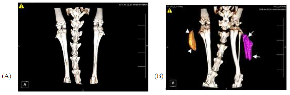 Representative 3D images (A and B) of ectopic bone by micro-CT scan. (A) negative control group and (B) treatment group of hydrogel loaded aqueous rhBMP2 and complex. The arrow head in the left indicated the newly generated ectopic bone in hyaluronic acid (HA) hydrogel and arrow in the right indicated the new ectopic bone in poloxamer 407 (P407) hydrogel.