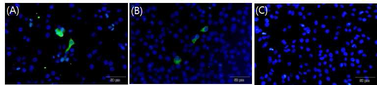 Immunofluorescent staining of LMH chicken liver cells transfected with capped RNA transcripts from the original Korean avian HEV cDNA clone (A), chimeric infectious cDNA clone (pTK-GI-B-HVR) (B) and mock-transfected cells as negative control (C). DAPI staining reveals the nuclei of the cells in blue, FITC staining reveals the avian HEV-specific protein in green.