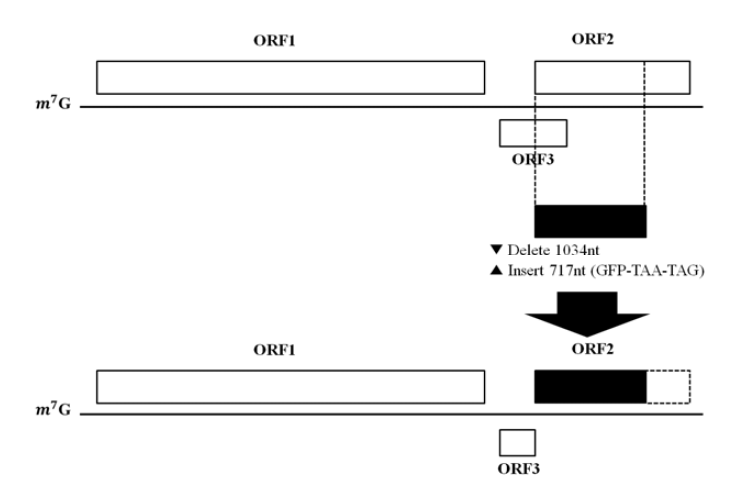 Diagram of the viral replicon pTK-GFP or pTK-luciferase. Open rectangles, aHEV coding regions; solid rectangles, GFP or luciferase coding region; dashed-line rectangle, residual ORF2 gene (not translated). ORF1 is intact; ORF3 mRNA encodes the first 18 amino acids of ORF3 followed by a tryptophan and a termination codon; ORF2 mRNA encodes GFP or luciferase followed by two termination codons.