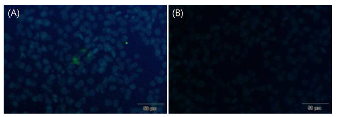 Immunofluorescent staining of LMH chicken liver cells transfected with capped RNA transcripts from the Korean avian HEV cDNA clone pT4-aHEV-K2 (A) and mock-transfected cells as negative control (B). DAPI staining reveals the nuclei of the cells in blue, FITC staining reveals the avian HEV-specific protein in green.