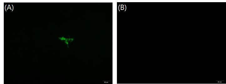 Indirect fluorescence microscopy of LMH cells transfected with capped RNA transcripts from the GFP replicon pTK-GFP (A) and mock negative control (B).