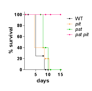 Pst Pit 시스템은 생쥐에 대한 병독성에 필요하다. C57/BL6 mice를 사용하였다.