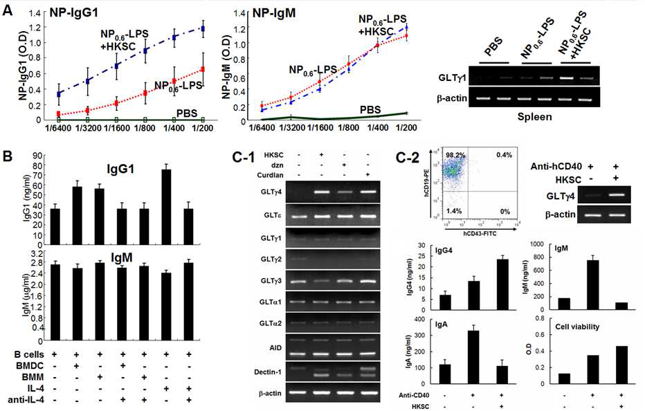 A) HKSC 복강투여 마우스의 serum 항체 분석 및 spleen의 GLT 측정. B) HKSC-자극 DC(BMDC) 및 macrophage(BMM)와 B세포의 mixed-lymphocyte reaction 후 항체 합성 측정. C) 사람 B세포를 Dectin-1 agonist로 자극 후 GLT 및 항체합성 측정.