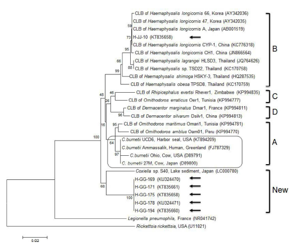 Phylogenetic tree constructed using Kimura/neighbor-joining methods based on 16S rRNA sequences of Coxiella.