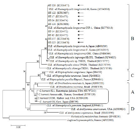 A phylogenetic tree constructed using Kimura/neighbor joining methods based on 16S rRNA sequences of the genus Coxiella .