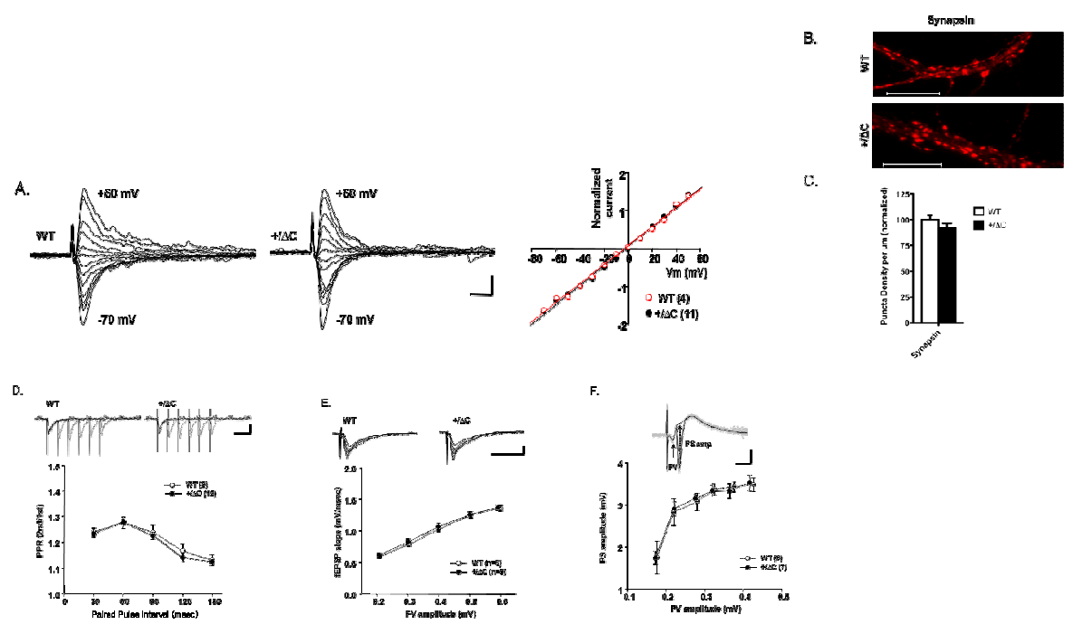 Shank3(+/ΔC) mice에서 관찰되는 정상적인 시냅스 전 특성 및 시냅스 형성 과정. 자폐 동물모델로 제작된 Shank3(+/ΔC) mice 의 경우, 기본적인 전기생리학적 특성으로써의 세포 흥분성은 정상 동물군과 비교할 때 유의한 차이를 보이지 않았음.